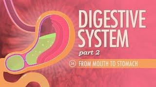 Digestive System, Part 2: Crash Course Anatomy & Physiology #34