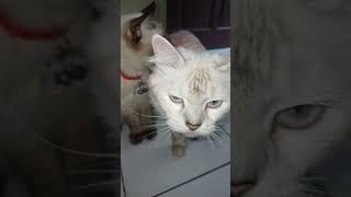 Mom in a dress with her daughter  #cat #catlovers #ragdolls #catsofyoutube #500subs