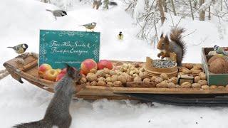 The Traveling Bird Feeder - Relax With Squirrels & Birds ( 1 Hour )