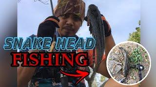 Snakehead Fishing Episode 2 | Fishing in the Backyard Fish Pond 2021