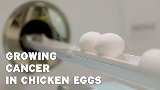 Growing cancer in chicken eggs