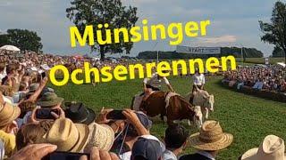 Das 7te Münsinger Ochsenrennen