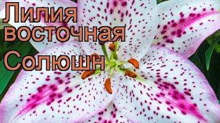 Лилия восточная Солюшн (lilium hybrid oriental solution)  обзор: как сажать, луковицы лилии Солюшн