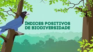 O setor de florestas plantadas e a conservação da biodiversidade