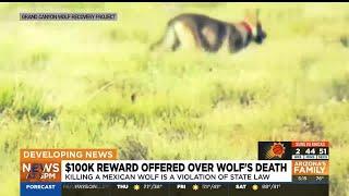 $100K reward offered after Mexican gray wolf's death in Arizona