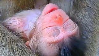 Monkey & Primates, Poor Newborn Baby But Nice Action With Old Mom, So Lovely Baby Monkey, Wildlife