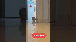 best funny cats videos 2024| meow meow bill cartoon| cat mowing to make your cat meow.
