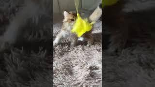 Шотландский  золотой котик Джонник#cat #котик #кот