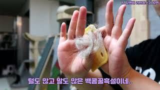 [백콩꿀흑설] 고양이 집사의 호흡기를 위한 꿀 청소템 닦앤비 리턴청소기