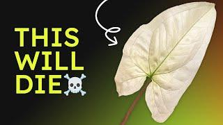 The Truth about All White Plants │ Full Moon Leaves