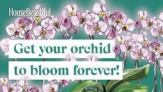 Stop, Your Orchid Isn’t Dead! Phalaenopsis Orchid Care Tips For Beginners | House Beautiful