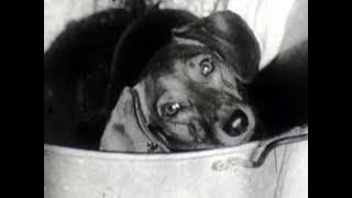 Dog Gone-Story, 1955 Castle Films, A Dachshund Dog Goes Wandering and Returns Home, F961