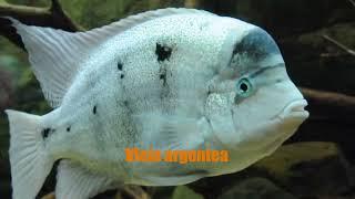 TOP 10  central AMERICAN CICHLIDS  MONSTERS¡¡¡