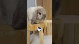사람들이 잘 모르는 토끼 삐질때 찐표정