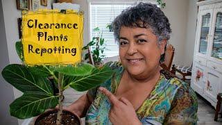 Clearance Plants: Repotting Tips 