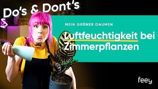 Die ideale Luftfeuchtigkeit für Zimmerpflanzen  | feey