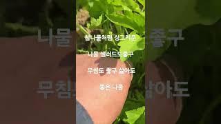 참나물보다 더많이 채취할 수있는 나물파드득 #주말농사 #garden #자연농원 #농사 #gardening #귀촌생활 #farming #산골 #산나물 #plants