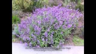 Salvia officinalis  Kitchen Sage, Garden Sage