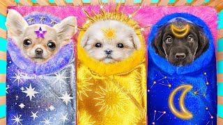 Moon Dog, Sun Dog and Star Dog in Real Life! We Build a Secret Room for Pets!