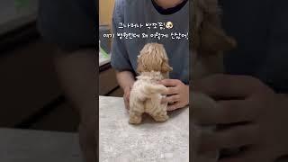 강아지 예방접종 못한 날