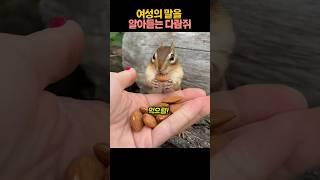 여성의 말을 알아듣는 다람쥐#동물#다람쥐#청설모
