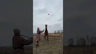 Мой рыжий кот️ #лошади #horse #лошадь #equestrian