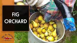 A Visit with the Fig Man | Fig Orchard: Farm Tour