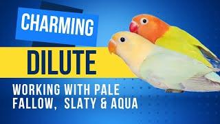 Dilute mutation|Pairings | Advance working with Pale Fallow,  Slaty & Aqua.
