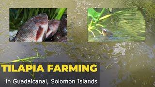 Solomon Islands Travel. Tilapia Fish Farming in Central Guadalcanal.