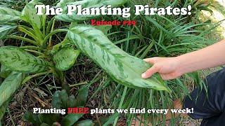 Planting FREE Plants we find Weekly! | The Planting Pirates Episode #29