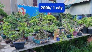 PAN CITY 371 Thanh lý toàn bộ 40 cây Bonsai để bàn kệ số 1 chỉ trung bình 200k / 1 cây 