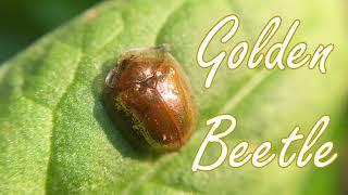 Golden Tortoise Beetle has Little Golden Slippers