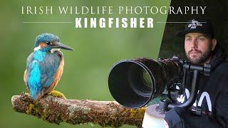 Kingfisher - Irish Wildlife Photography (Bird Photography with Nikon Z6 II)