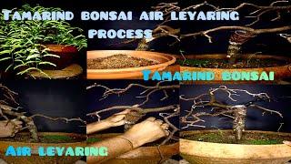 How to Air layer a Tamarind bonsai Tree #Air Layering process #Tamaring bonsai #bonsaitree