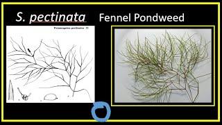 Introduction to Narrow-leaved Pondweed Identification