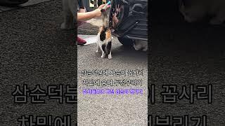 삐친삼순이투정달래는집사들#길냥이 #고양이 #재미로고양이 #cat #집사