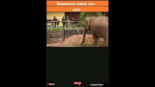 Elephants enjoy zoo visitors, study suggests|#shorts