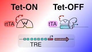 Protein Expression Vectors - tet-OFF and tet-ON (tTA/rtTA + Tet based gene regulation) [Part 5]