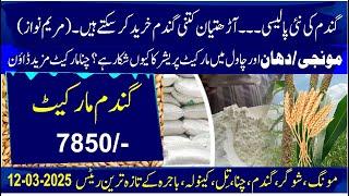 today wheat in pakistan 2025 | wheat new policy in maryam nawaz | guar price | chana price | Moong