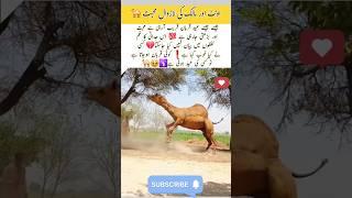 Unbelievable love of Camel and a man #love #trending #eid #qurbani #moments #shorts #motivation#yt