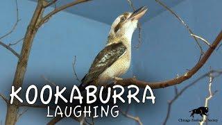 Kookaburra Laughing