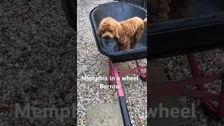 Memphis in a wheel Barrow