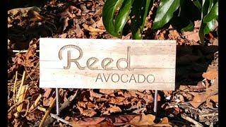 The Reed avocado tree: a profile