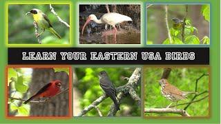 Identify 84 Eastern USA Birds. Beginner Level!  Intermediate level bird id video below!