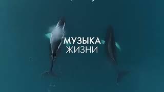 Трейлер программы фестиваль о науке FUTURE.DOC 2023 года
