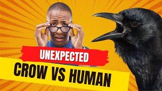 Do Crows Outsmart Humans? 🪶🪶 #animals #crows #smartanimals