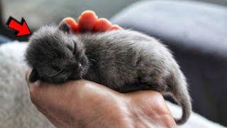 Woman thought she saved a cute gray kitten, but then cat changed completely