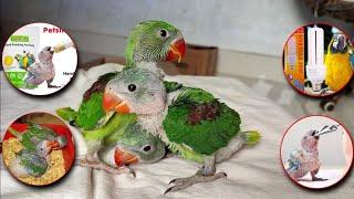 Baby Parrot पालने से पहले ये 5 जरुरी सामान अपने पास रख  लीजिए | #birdscareandinfo