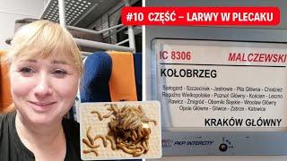 NIE MA 230V - DWIE WYBREDNE PASAŻERKI IC MALCZEWSKI PIŁA KRAKÓW - Eng Subtitles!