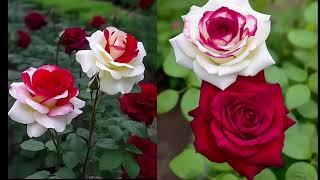 Most beautiful rose flower 